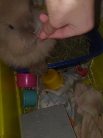 Bunny loves them