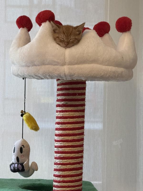 Climbable even for a kitten