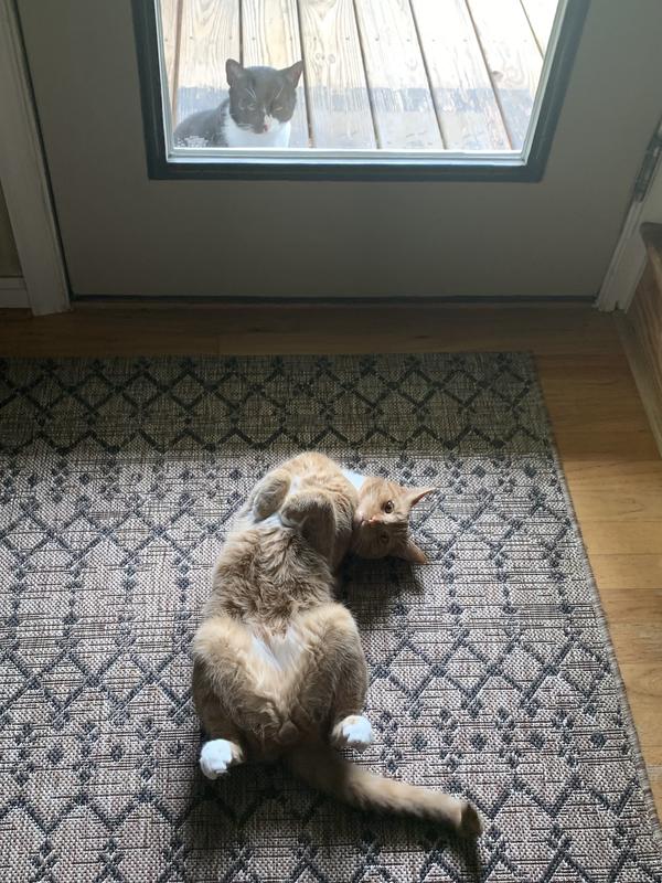 My kitties just didn’t like it.