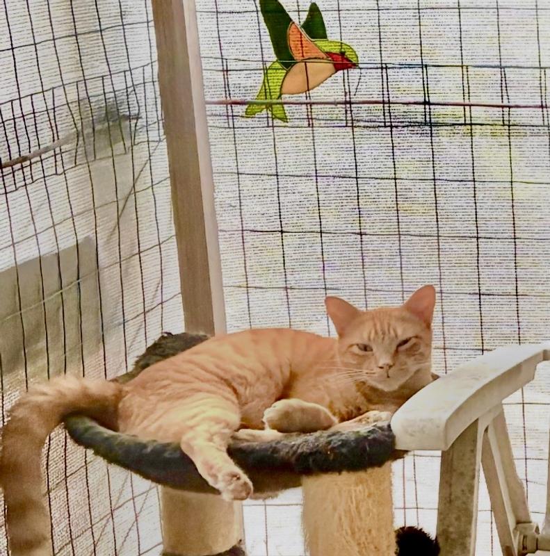 Great improvement!  Now healthy and happily lounging in the sun-catio