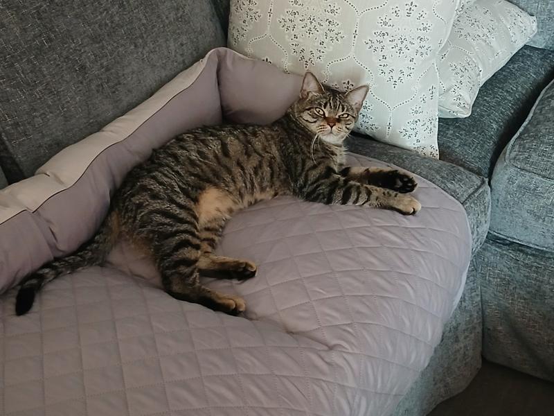 Poppy enjoying herself on the sofa.