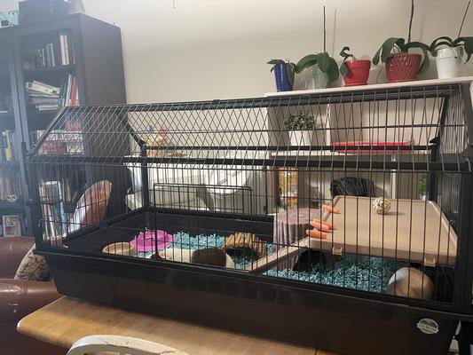 Oxbow rabbit cage with play outlet yard