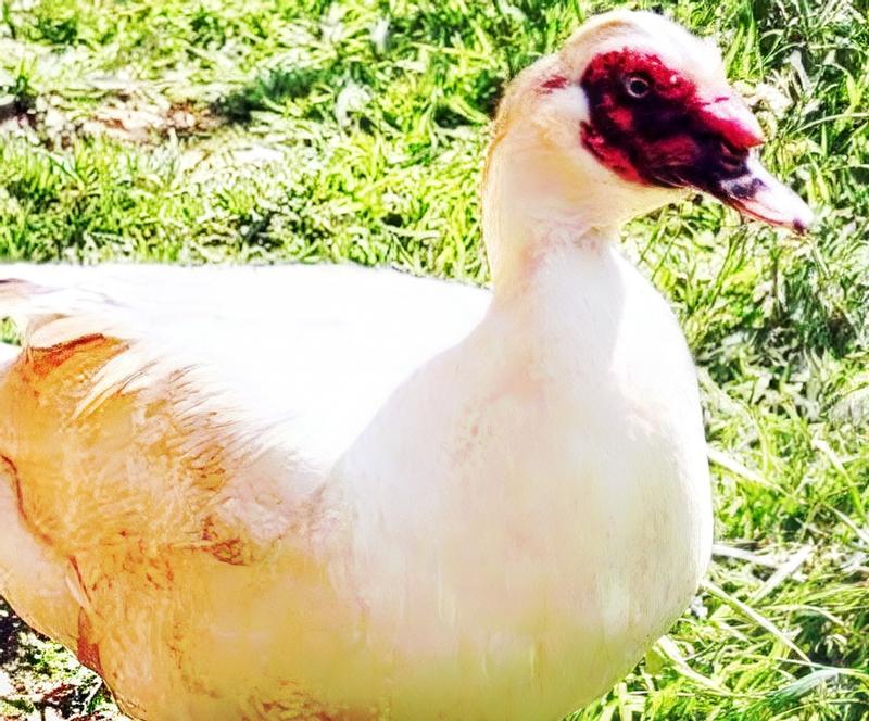 Aspen the Muscovy looking sexy
