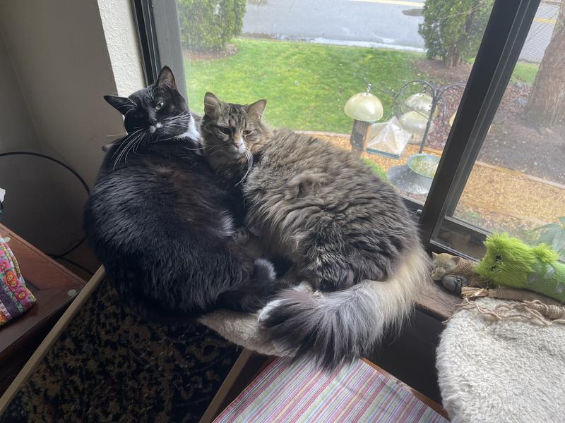 Beanie and Muki. Brother and sister.