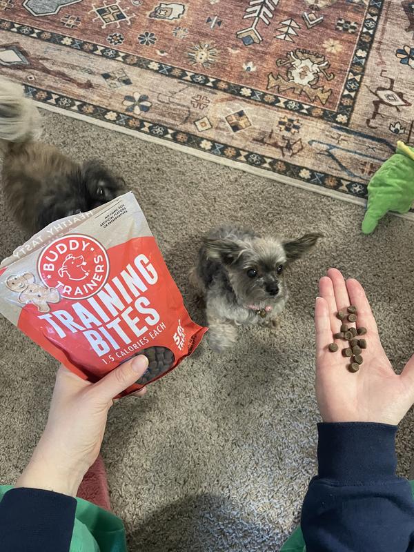 Small enough for a 5 pound Yorkie