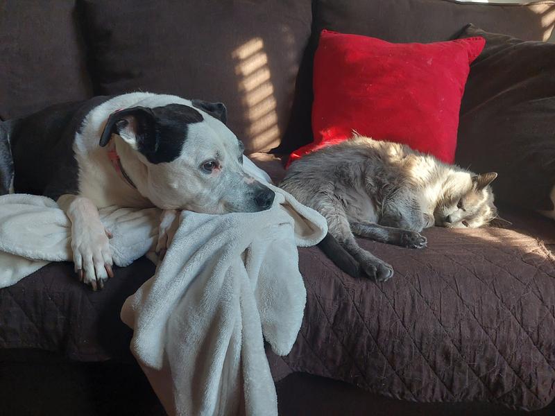 Luna is a catlady who wishes her kitties could join her as vegans. Maybe one day, just not quite yet.