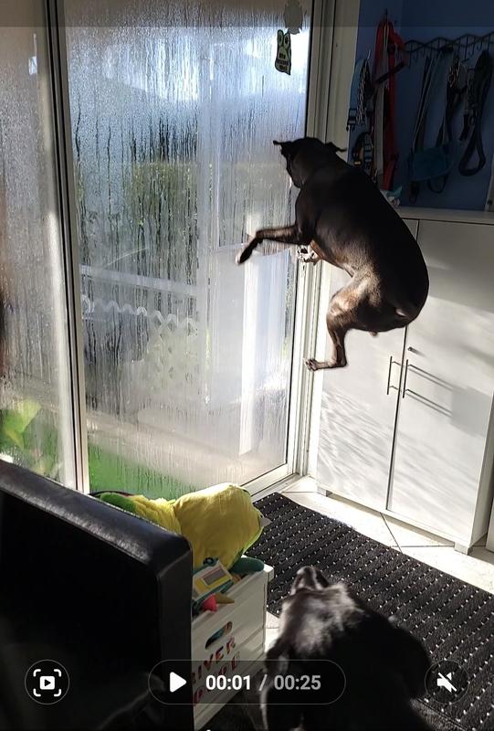 Dude is jumping for joy!