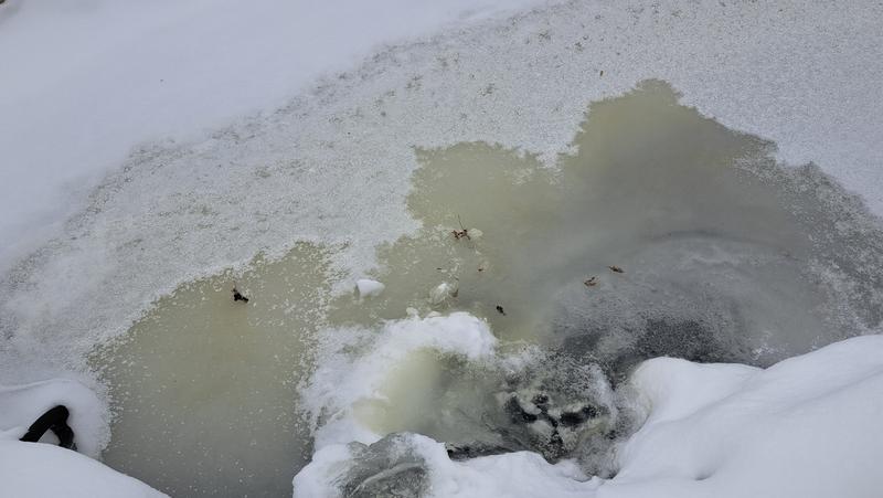 This is the top of my pond. 😭