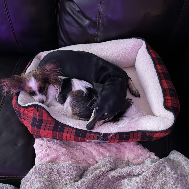 20 lbs of dogs in the bed with room to spare.