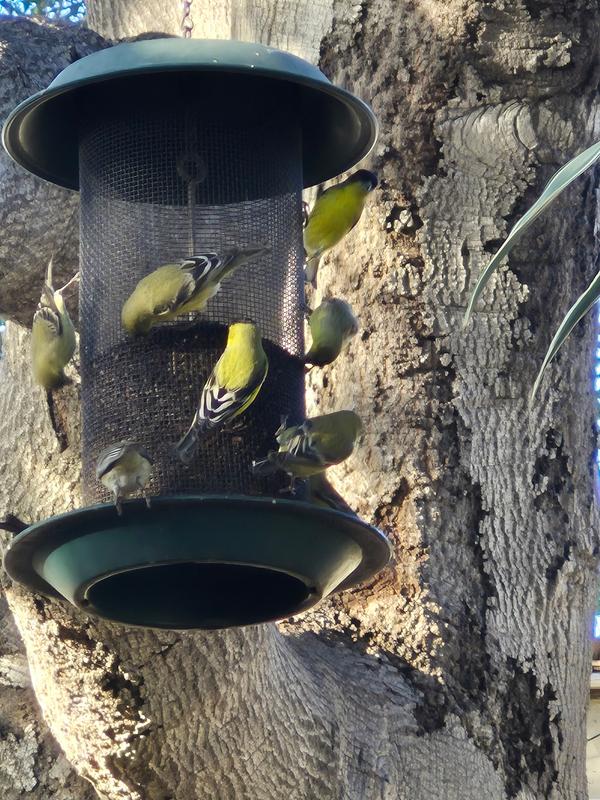 Birds love these seeds!