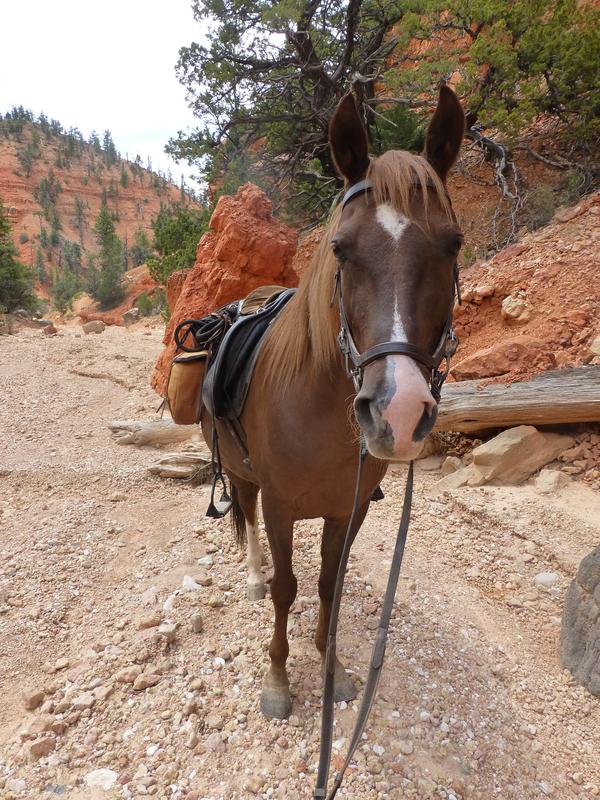 Tayo in Bryce Canyon