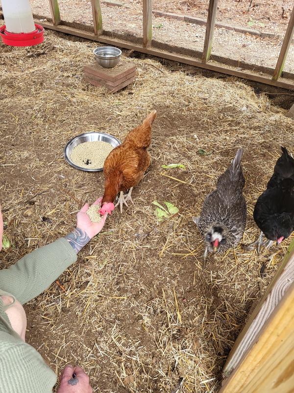 Miss Crabtree isn't a "chicken"..lol