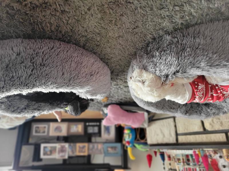 FRISCO Eyelash Cat & Dog Bolster Bed, Smoky Gray, XLarge