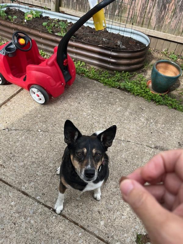 Macee loves these - sitting very nicely.