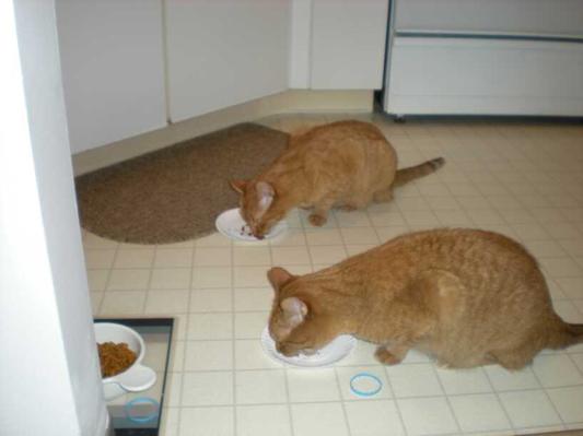 Dinner time for Peaches and Daisy
