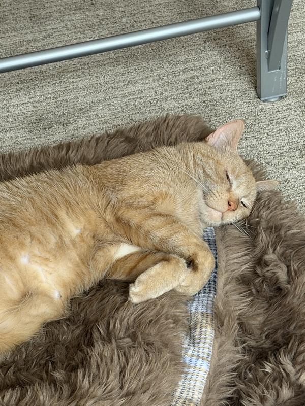 Fievel enjoying a nap on his favorite blanket after eating.