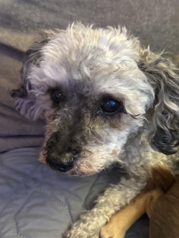 Belah, my older teacup poodle