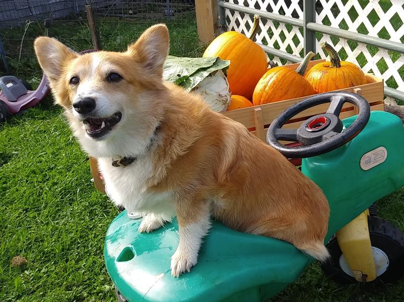 Clarabel loves them!