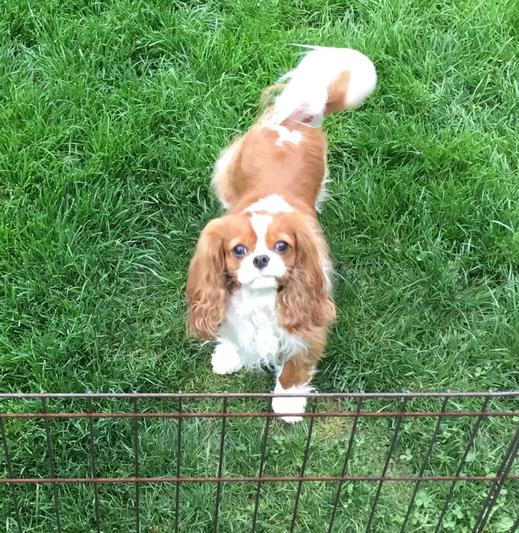 Tallulah Mae