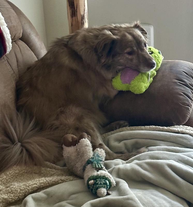 Phoenix loves her stuffies!