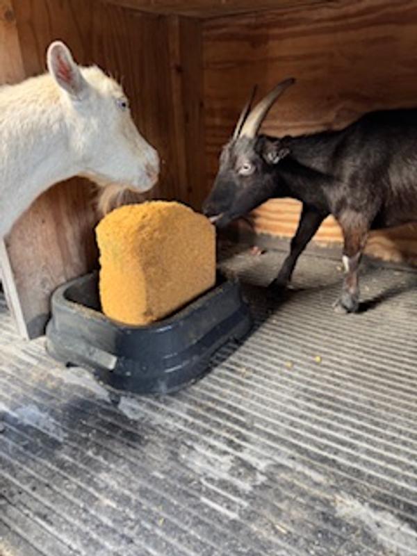 Goats enjoying the mineral block