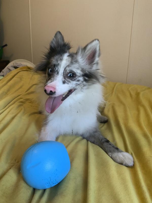 Cricket with her Rumbl after a long game of fetch.