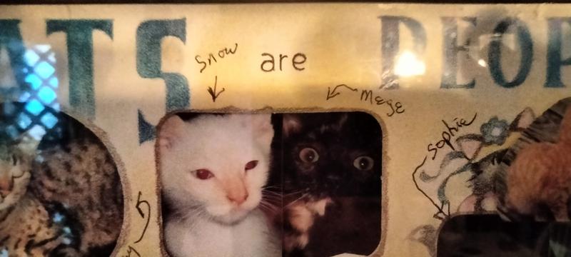 Snow & her sister Mege kittens