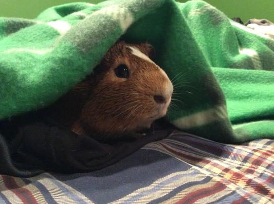 Pig in a blanket