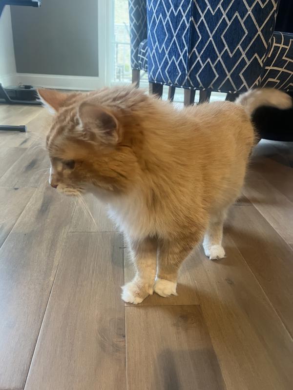 Sunny Enjoying Lunch