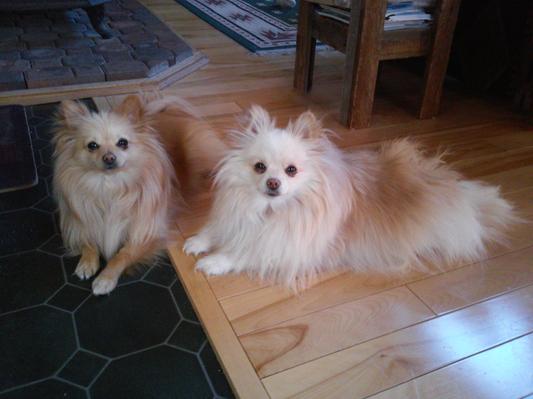 We LOVE Chewy's!!!