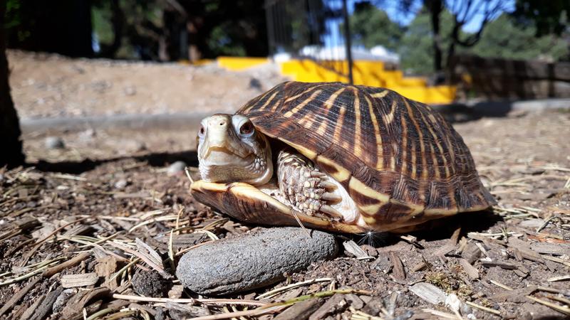 Karma, the Ornate ornata, sunbathing