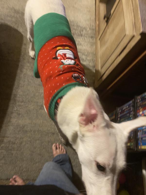 My Willow in her Christmas sweater dress!