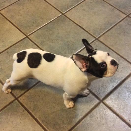 After her bath using Berts Bee whitening shampoo