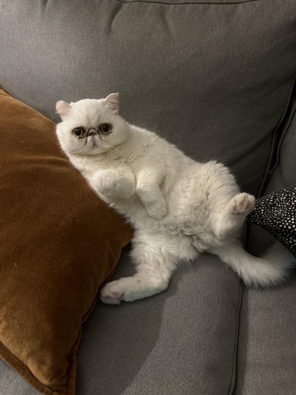 Satiated and sexy Milo