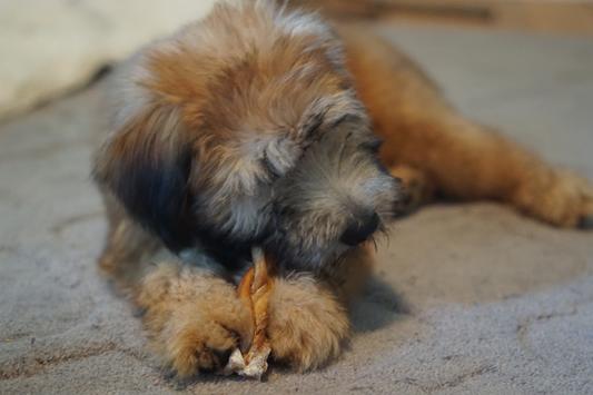 @kylothewheaten and his braided bully stick