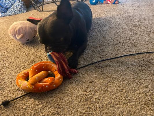 Buddha is enjoying his new toys alongside some of the Disney + Chewy exclusives!