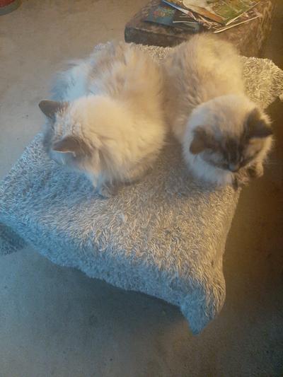 Old cats chilling out