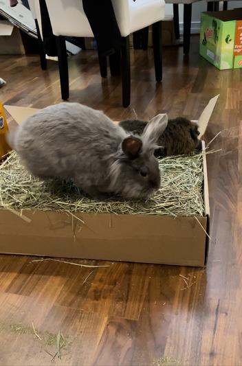 nudgey boys enjoying their first box!