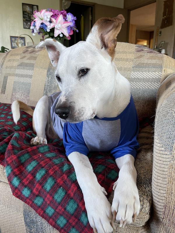 Frisco Baseball Dog & Cat T-Shirt