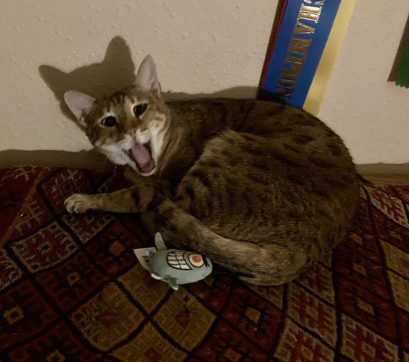 Tennessee thinks she's really got something