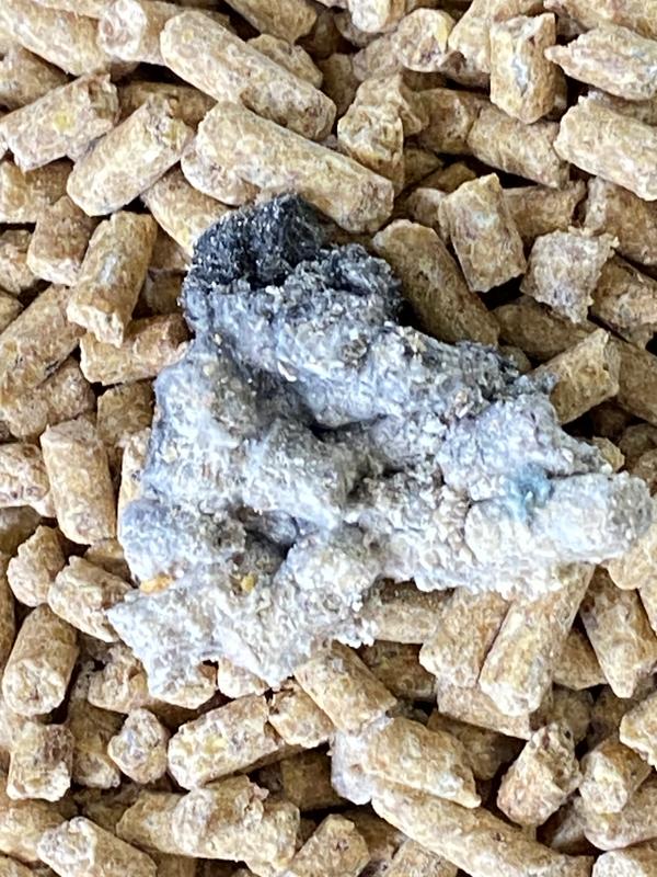 Moldy