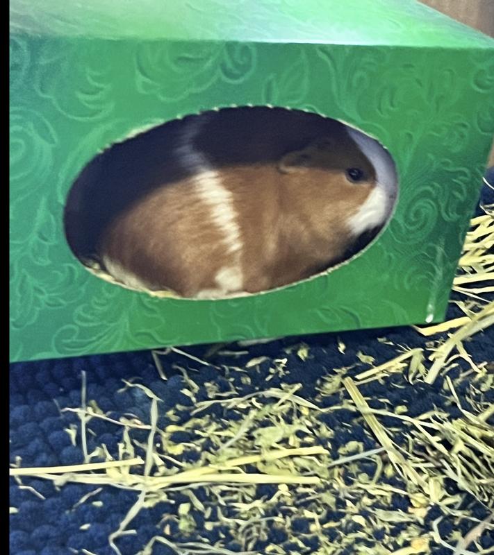 Loving her alfalfa hay !!