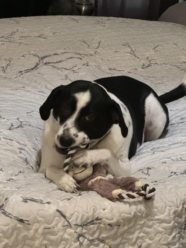 One happy dog