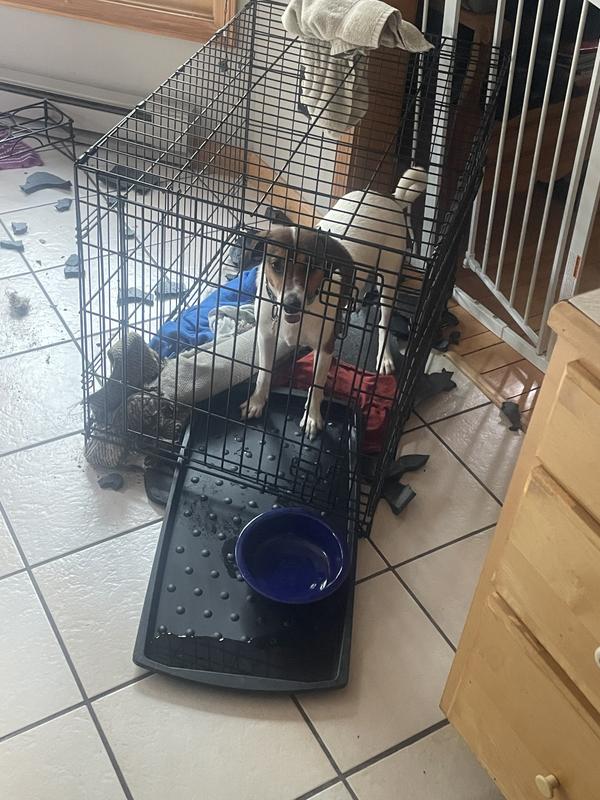 Bad, bad dog