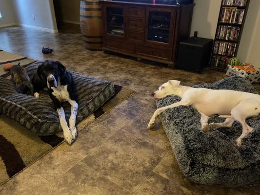 Enjoying their beds.