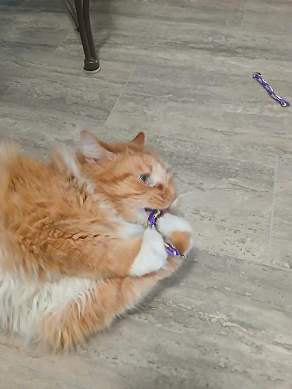 Flanigan rolls with the catnip roll!