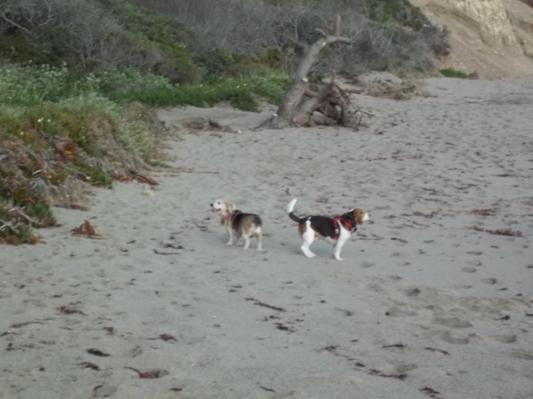 My 4 legged children.