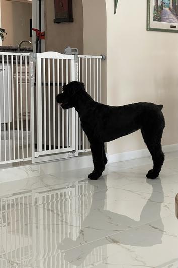 Our Beautiful Bouvier des Flandres looking through new gate***^^