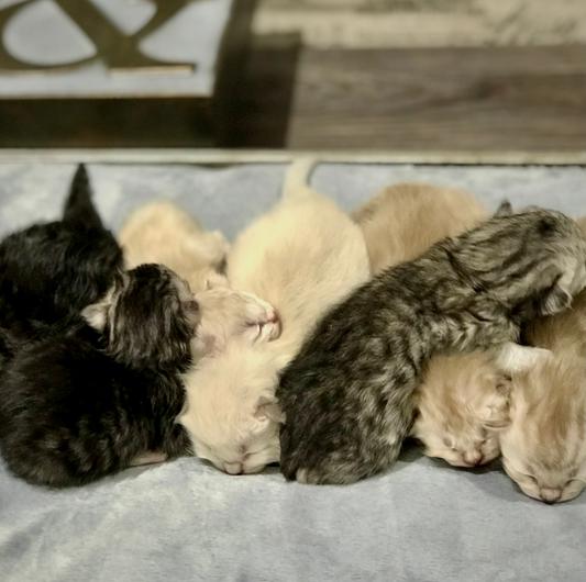 ZZZZZ someone say GO! coming MOM