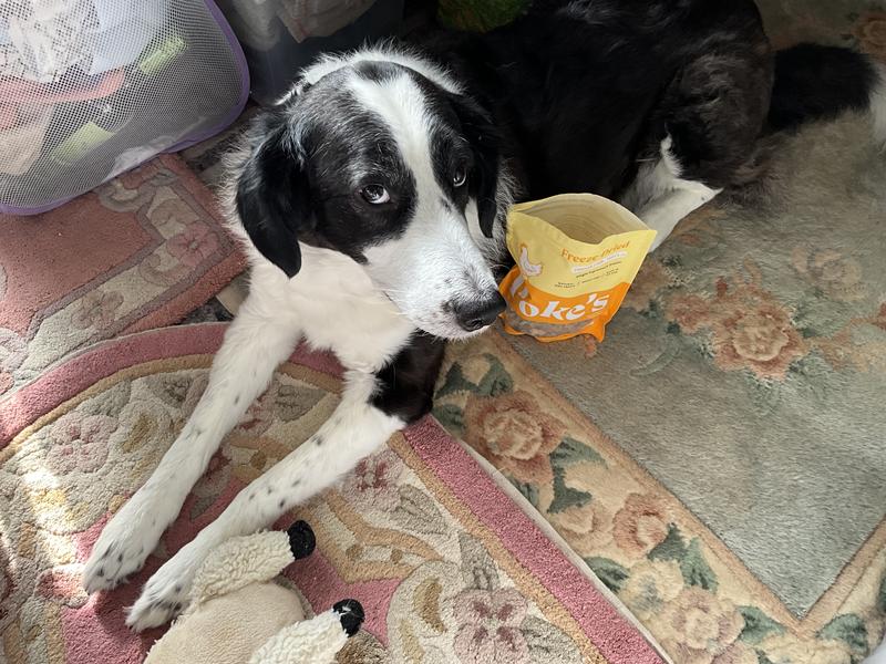 A perfect - delicious - encouraging treat to train my amazing Shilo !